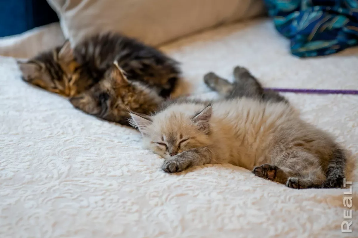 gotovyy-dom-barnhaus-s-dostavkoy-ceny-foto